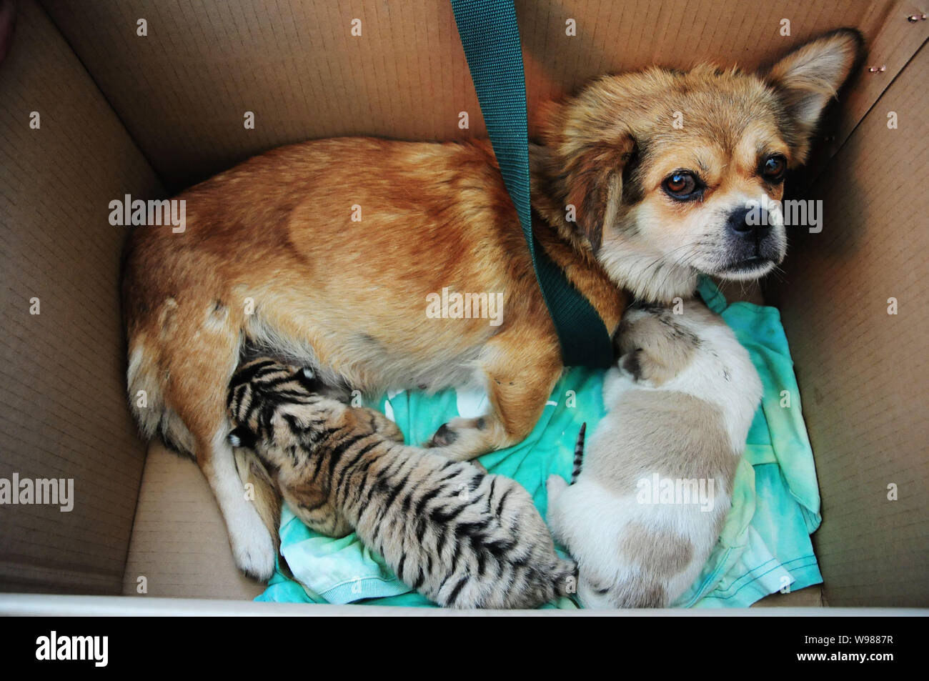 Un animal femelle allaite un chien Siberian Tiger Cub au zoo de Qingdao, Chine de l'est province de Shandon, 19 septembre 2011. Trois tigres de Sibérie nous Banque D'Images