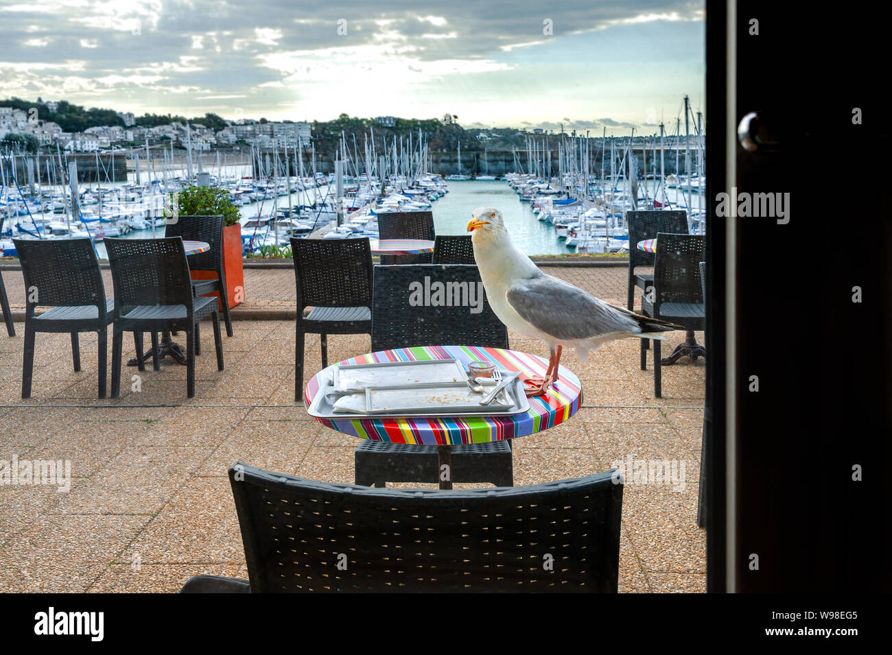 Une mouette sur une table de restaurant pour manger charlottes à gauche sur un bac. Belle vue sur la mer donnant sur un port de plaisance depuis le restaurant. Banque D'Images