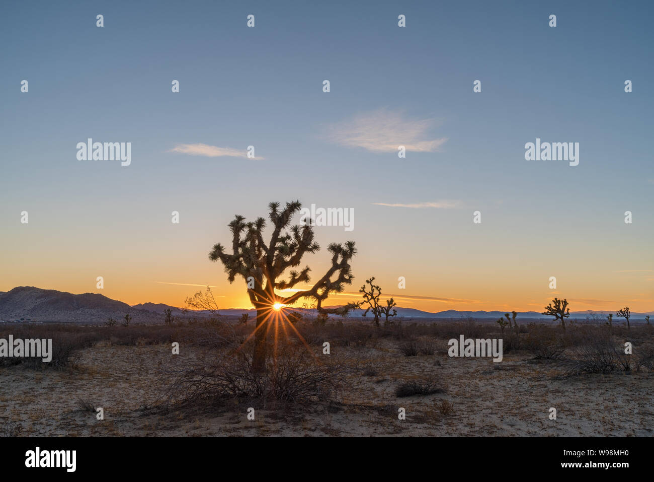 Soleil derrière un Joshua tree (Yucca brevifolia) à la Saddleback Butte State Park. Banque D'Images