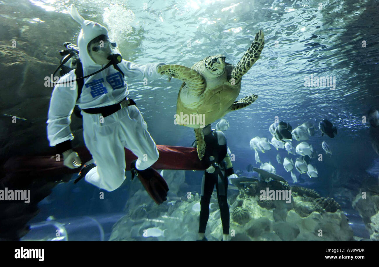 Tortue Lievre Lapin Banque D Image Et Photos Alamy