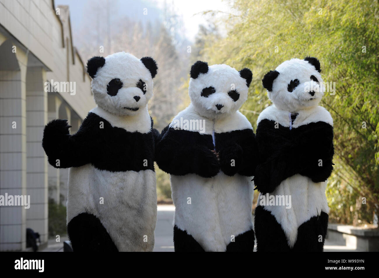 Les chercheurs chinois vêtus de costumes panda poser pour des photos à l'Hetaoping panda géant wild centre de formation dans la réserve naturelle nationale de Wolong, sou Banque D'Images