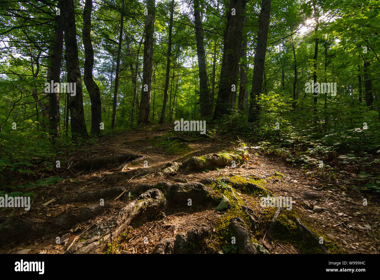 Parcours dans les Smokey Mountains National Park. Banque D'Images