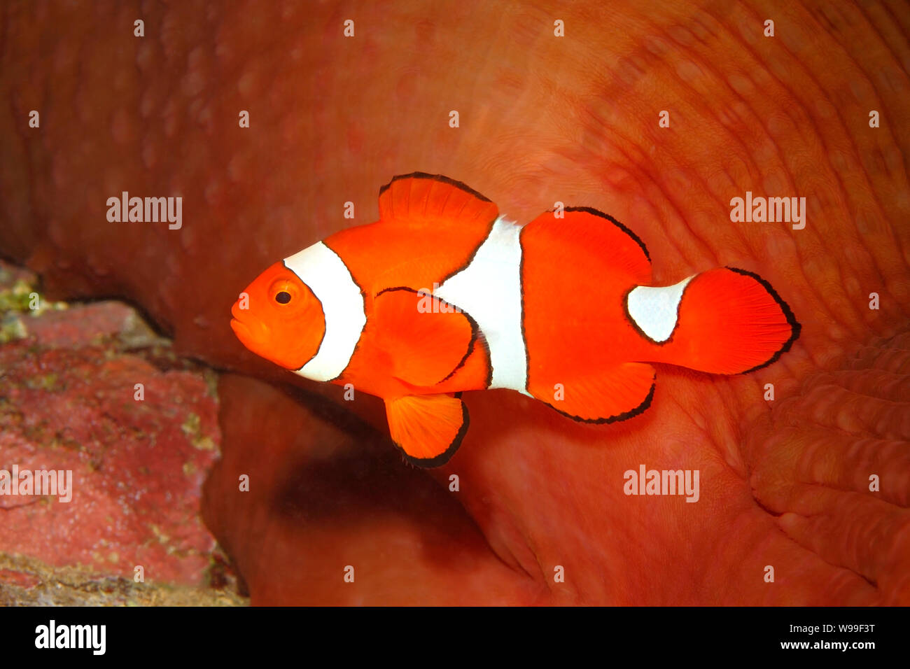 Poisson Clown Amphiprion percula Clown,. Uepi, Îles Salomon Banque D'Images