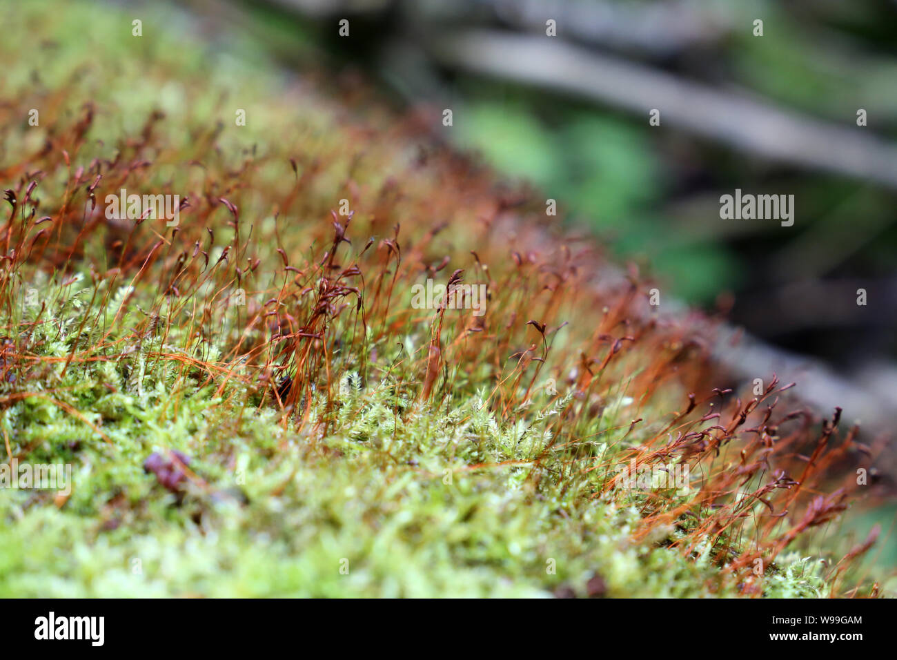 Forêt magique, moss avec spore rouge gélules close up. Macro shot colorés des contes de la nature, rêve de fond Banque D'Images