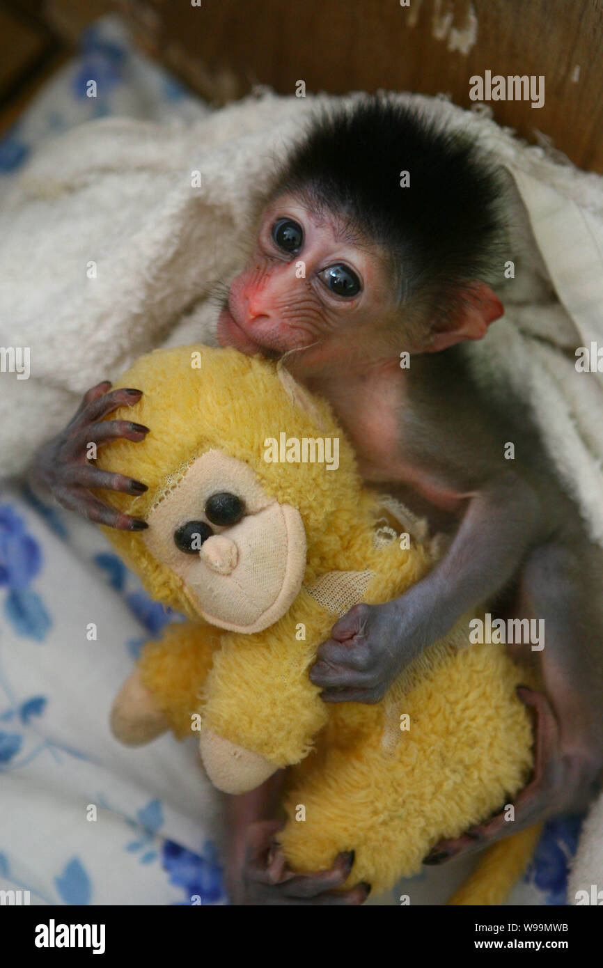 Un peu mandrill est titulaire d'un jouet singe à la Ningbo Youngor Zoo à Ningbo, province de Zhejiang, Chine de l'est 19 août 2011. Le mandrill est né à th Banque D'Images