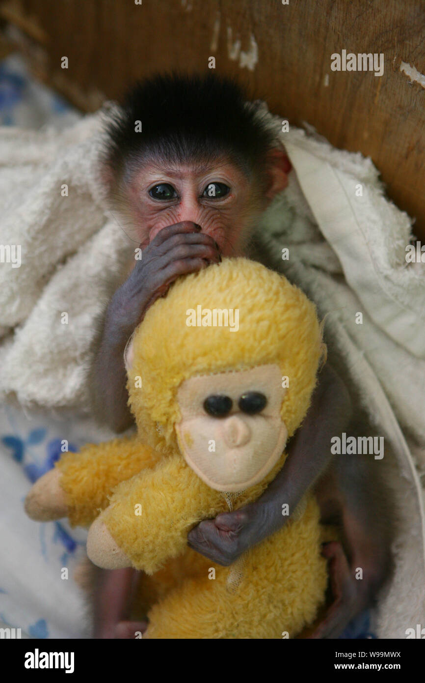 Un peu mandrill est titulaire d'un jouet singe à la Ningbo Youngor Zoo à Ningbo, province de Zhejiang, Chine de l'est 19 août 2011. Le mandrill est né à th Banque D'Images