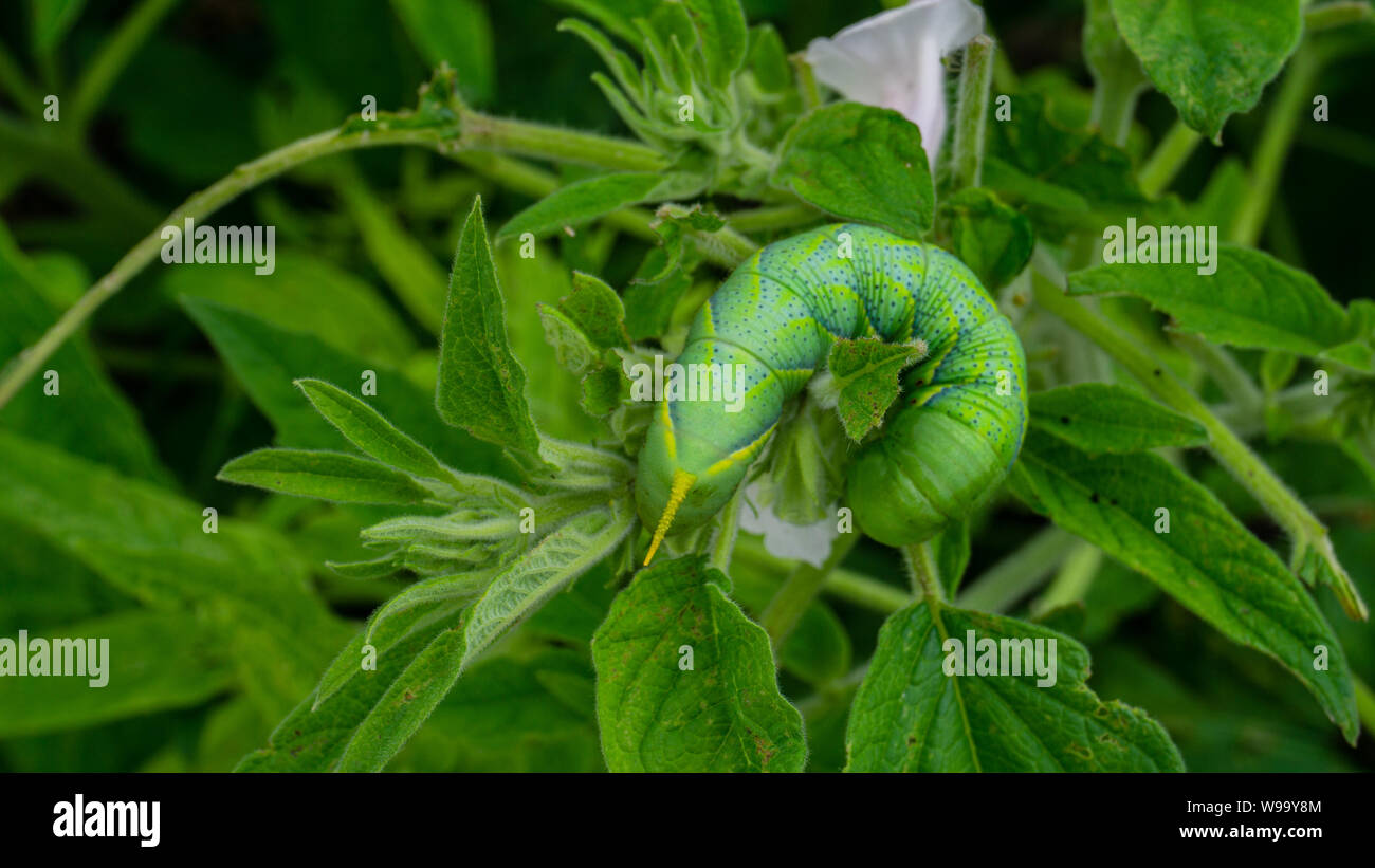 Caterpillar vert'Daphnis nerii' sur les feuilles de l'arbre de sésame. Banque D'Images