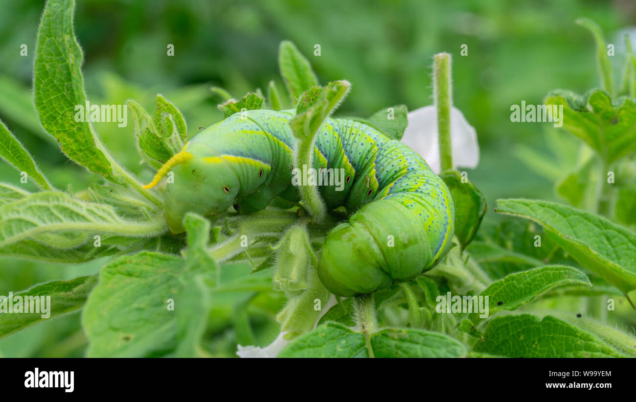 Caterpillar vert'Daphnis nerii' sur les feuilles de l'arbre de sésame. Banque D'Images