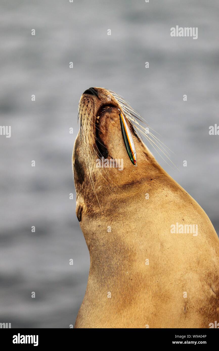 Sea Lion blessé au large de La Jolla Cove avec le crochet en bouche Banque D'Images