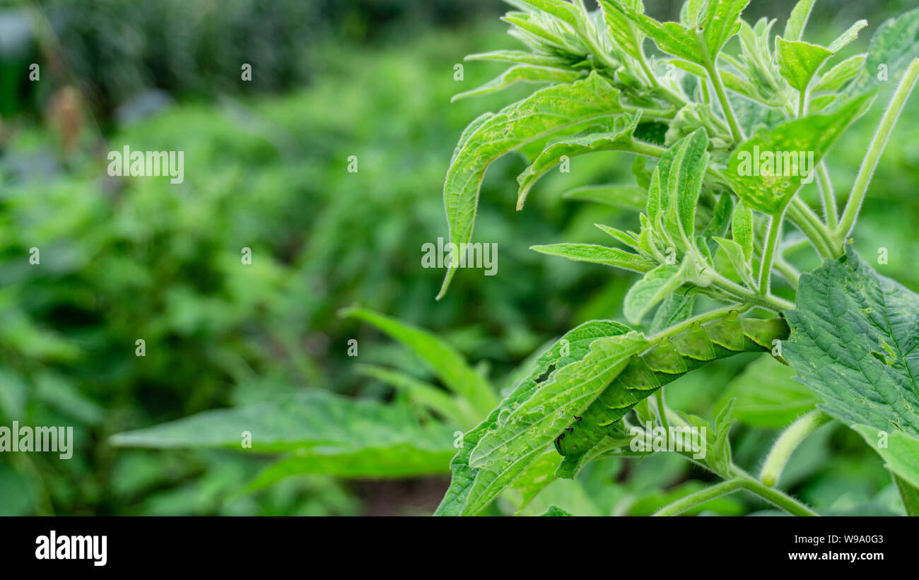 Caterpillar vert'Daphnis nerii' sur les feuilles de l'arbre de sésame. Banque D'Images