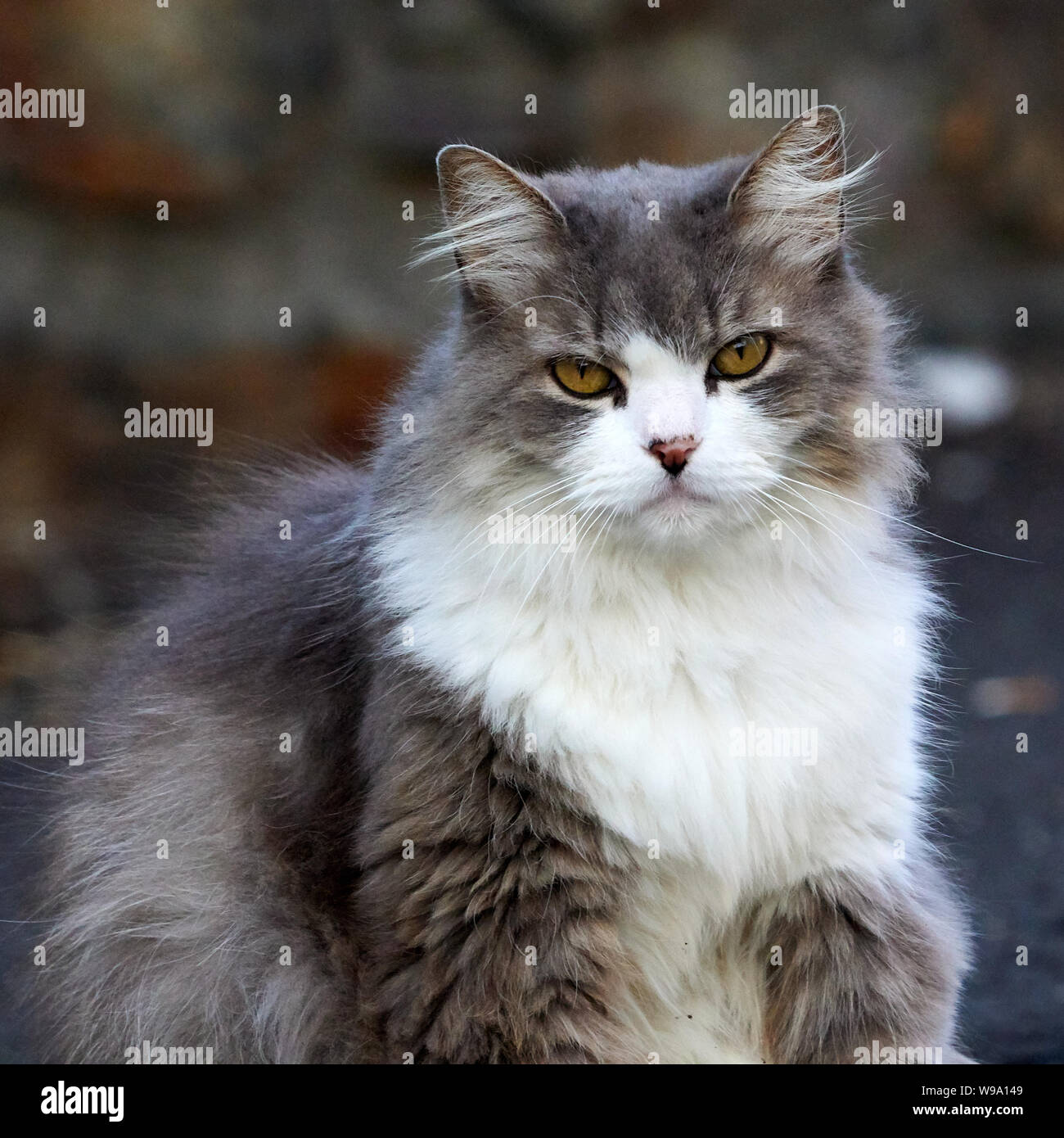 Gris et Blanc aux yeux miel Cheveux Longs Cat O Seixo Mugardos Gailcia Espagne Banque D'Images