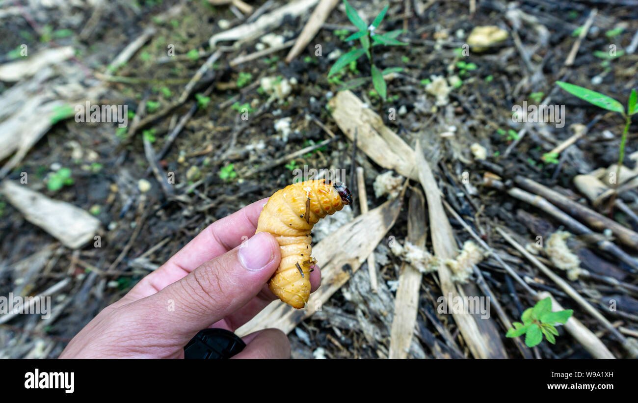 Charançon rouge des palmiers en main,manger toutes sortes de jeunes arbres. Banque D'Images