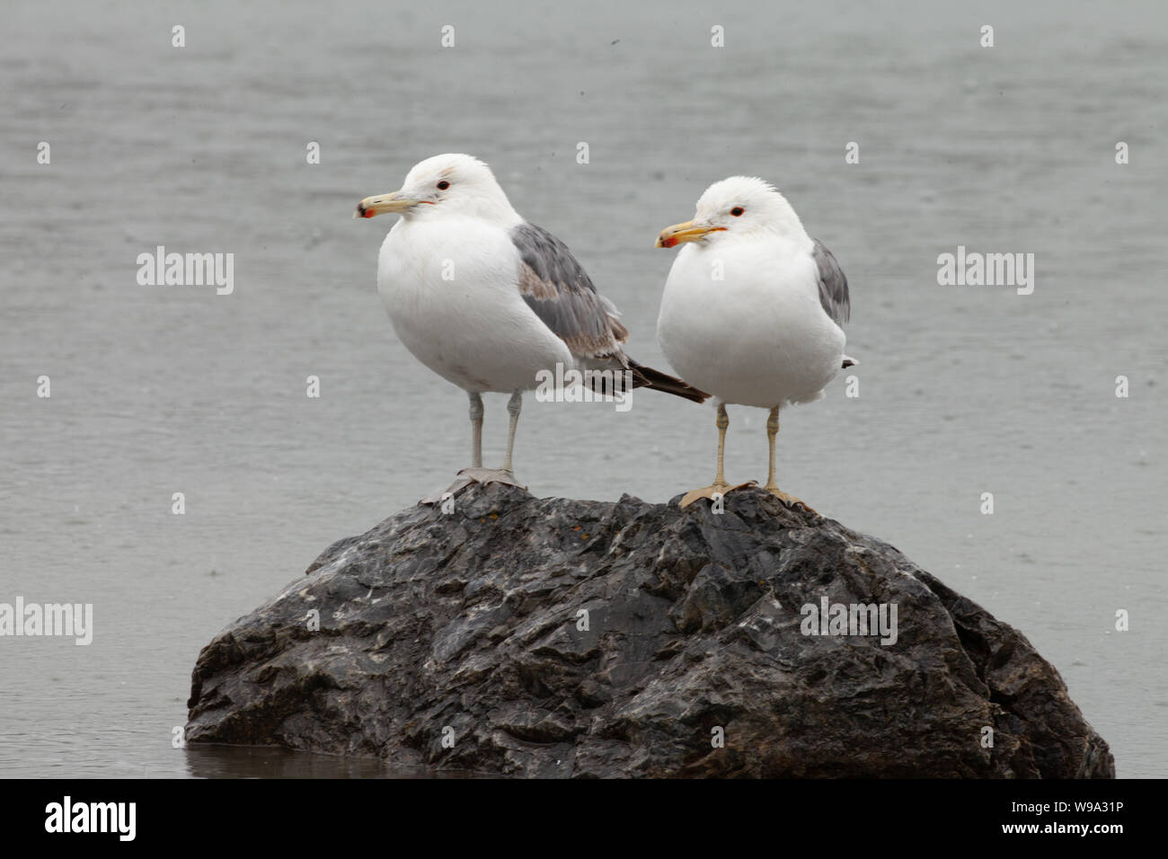 Deux Californie goéland argenté (Larus californicus) perché sur un rocher sous forte pluie au parc national Banff, Canada Banque D'Images