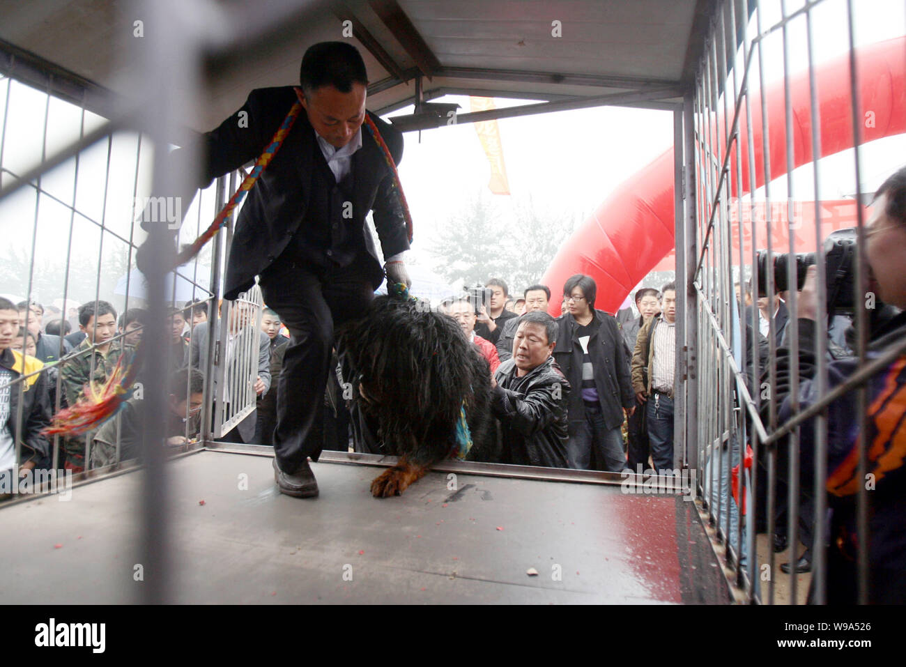 Les travailleurs chinois essayez de mettre un mastiff tibétain dans une cage, dans une ferme de mastiff après avoir été reprise par plus de 20 voitures de luxe à Shijiazhuang, no Banque D'Images