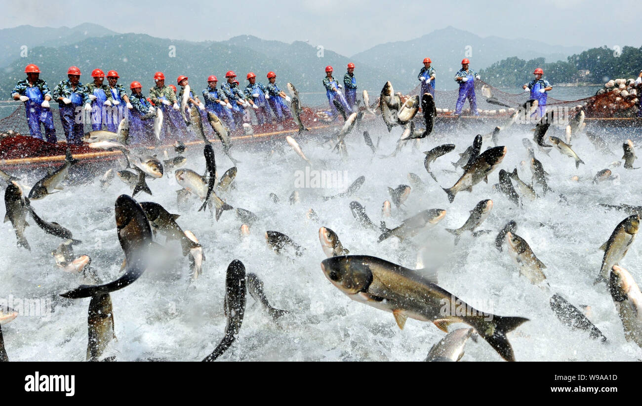 Les travailleurs chinois dessiner un immense filet de pêche avec des poissons sautant à côté sur le lac Qiandao (aussi connu sous le nom de Thousand Island Lake) dans le comté de Chunan Hangz Banque D'Images