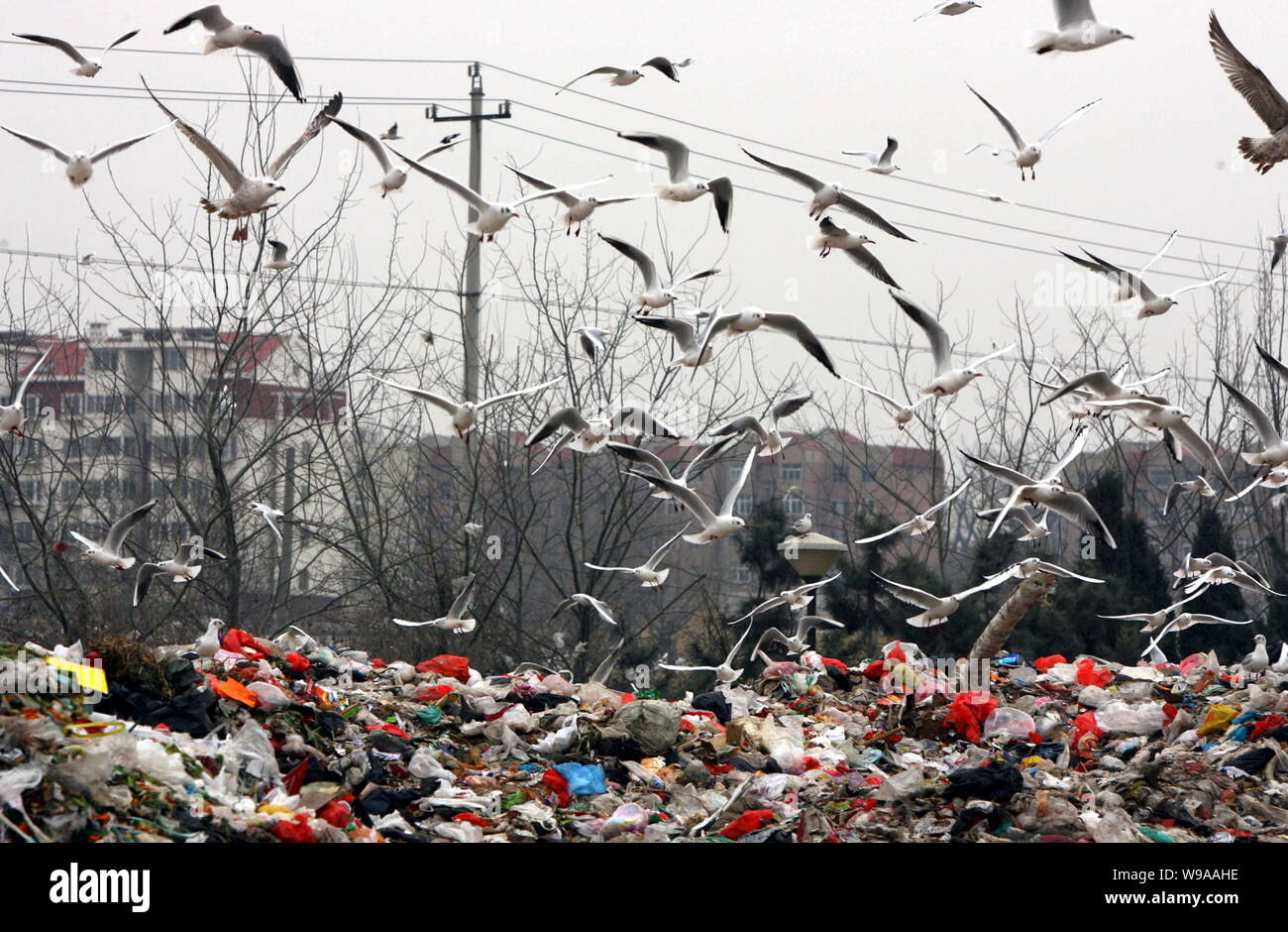 Troupeaux de mouettes chercher de la nourriture à un dépotoir dans la ville de Qingdao, province du Shandong, Chine de l'est 12 janvier 2010. Troupeaux de mouettes sont à la f Banque D'Images