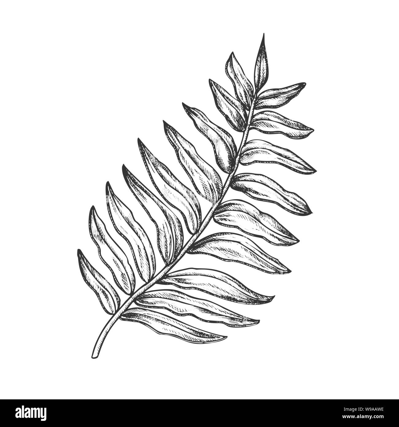 Areca Palm Leaf exotiques tropicaux Hand Drawn Vector Illustration de Vecteur