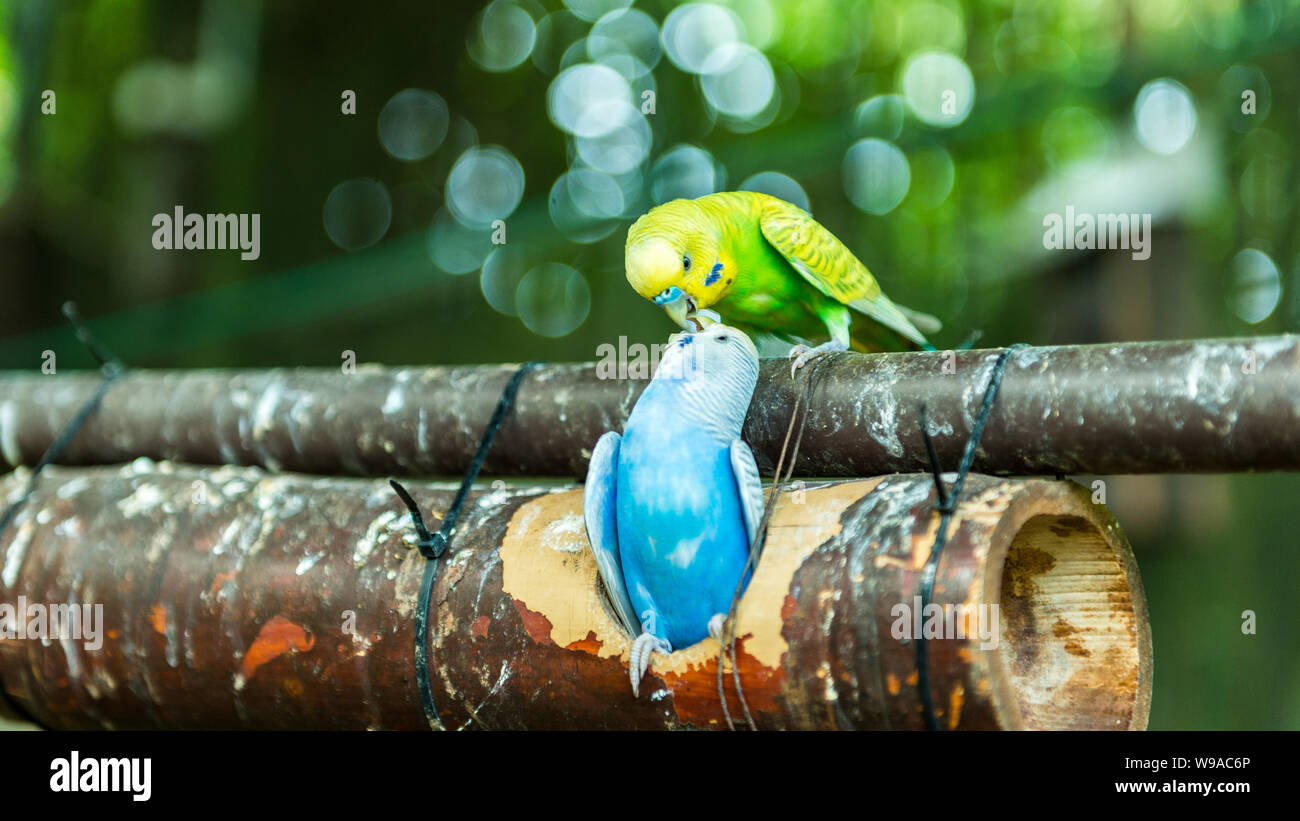Cute love coloré s'embrasser sur un arbre Banque D'Images