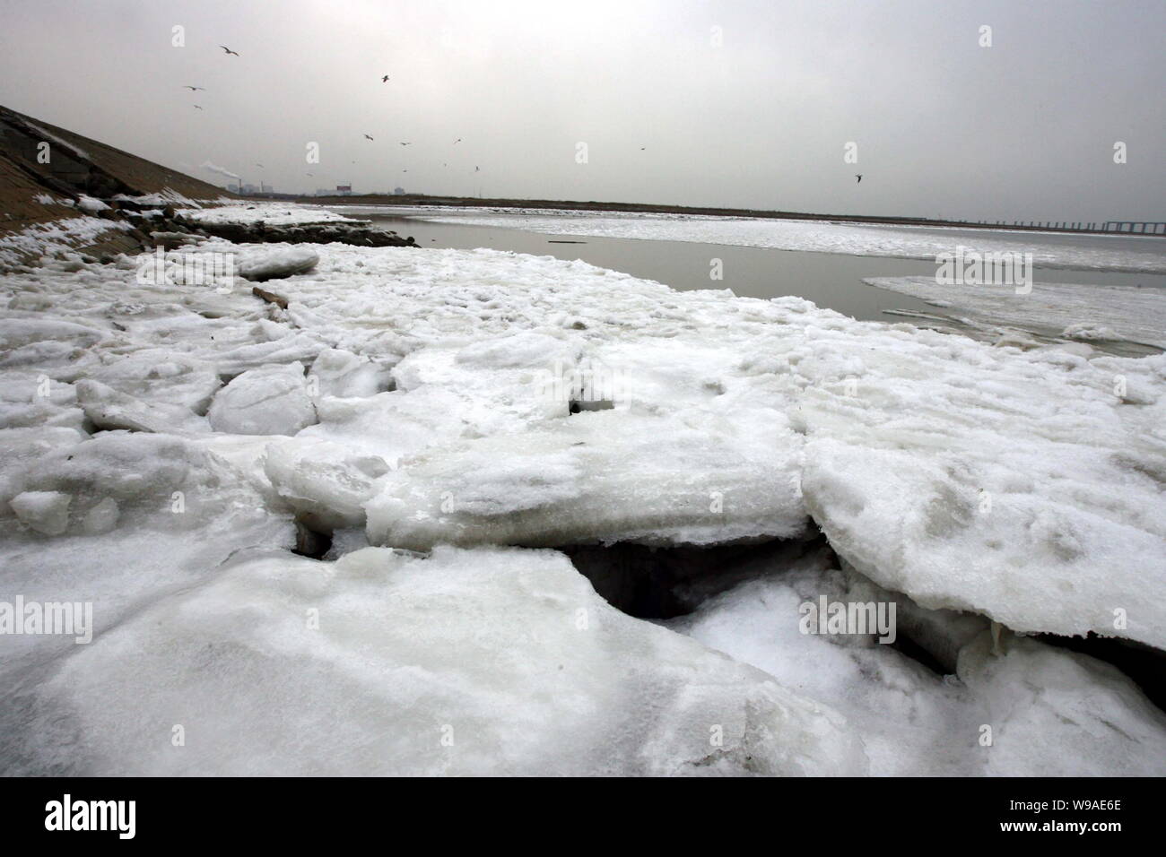 L'eau de mer est vu gelés à la baie de Jiaozhou dans la ville de Qingdao, province du Shandong, Chine de l'est 12 janvier 2010. Troupeaux de mouettes sont à la recherche de nourriture Banque D'Images