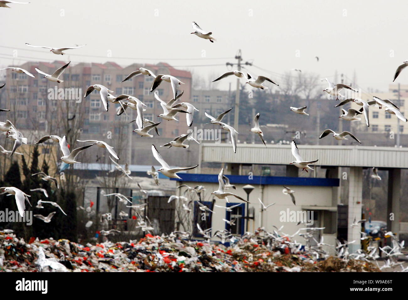 Troupeaux de mouettes chercher de la nourriture à un dépotoir dans la ville de Qingdao, province du Shandong, Chine de l'est 12 janvier 2010. Troupeaux de mouettes sont à la f Banque D'Images
