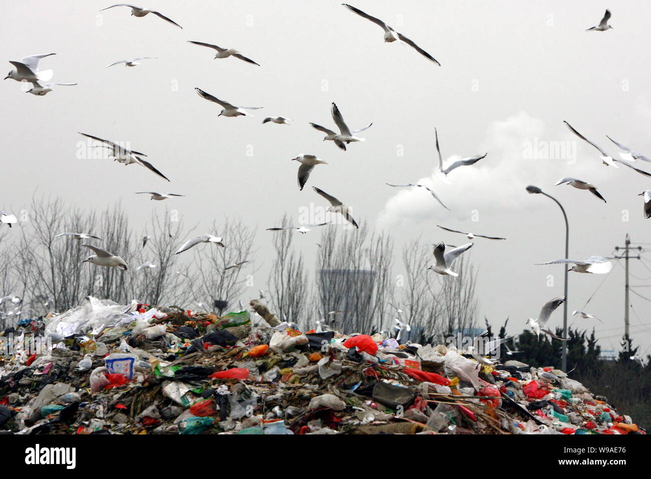 Mouettes chercher de la nourriture à un dépotoir dans la ville de Qingdao, province du Shandong, Chine de l'est 12 janvier 2010. Troupeaux de mouettes sont à la nourriture à Banque D'Images