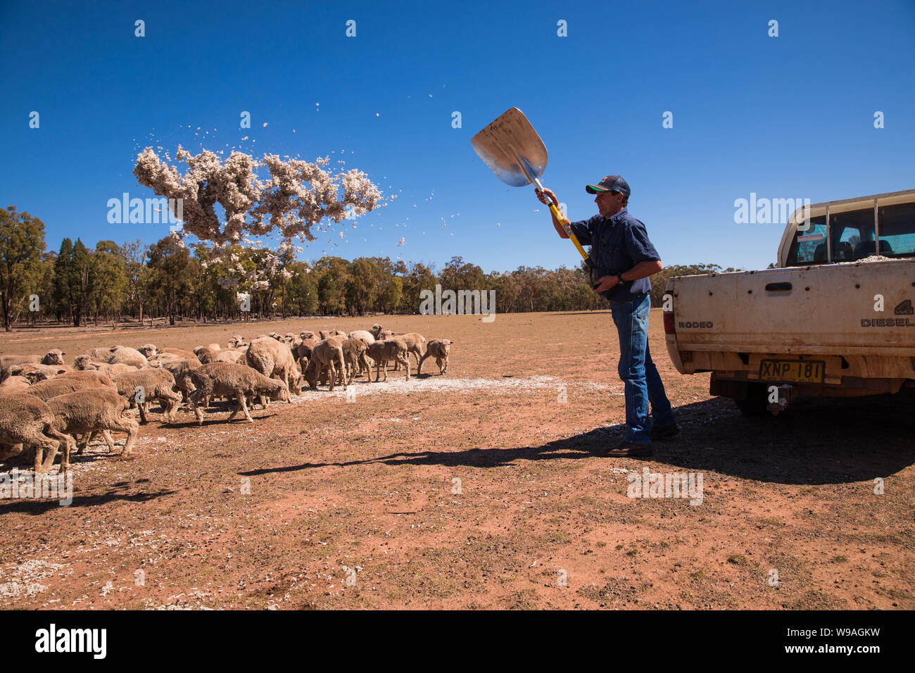 La sécheresse en Australie. Photo montre farmer Greg Jerry handfeeding son stock sur sa propriété suite à la sécheresse dans la région de Coonabarabran, Nouvelle Galles du Sud. Banque D'Images