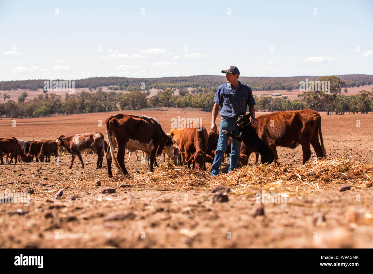La sécheresse en Australie. Photo montre farmer Greg Jerry sur sa propriété suite à la sécheresse dans la région de Coonabarabran, Nouvelle Galles du Sud Banque D'Images