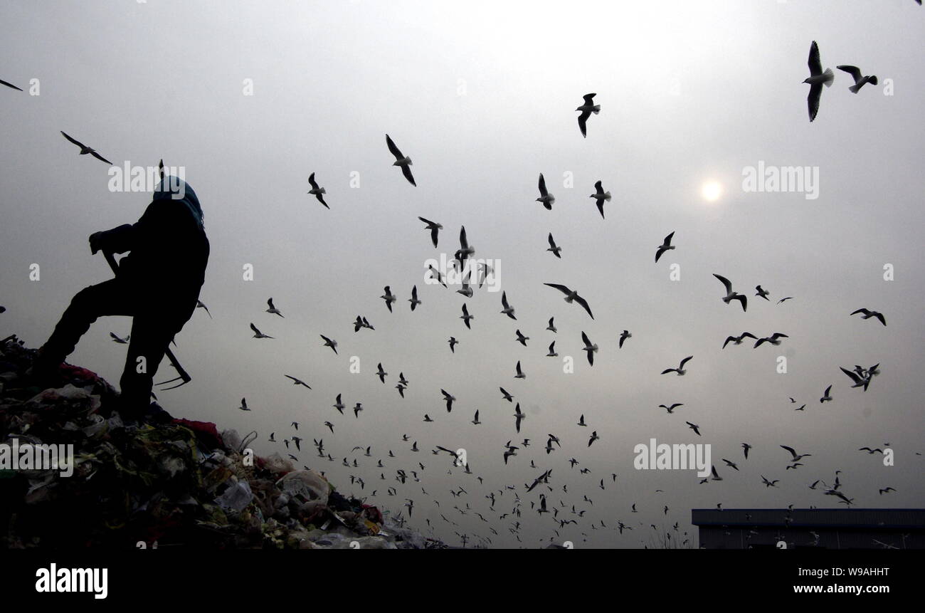 Troupeaux de mouettes chercher de la nourriture à un dépotoir dans la ville de Qingdao, province du Shandong, Chine de l'est 12 janvier 2010. Troupeaux de mouettes sont à la f Banque D'Images