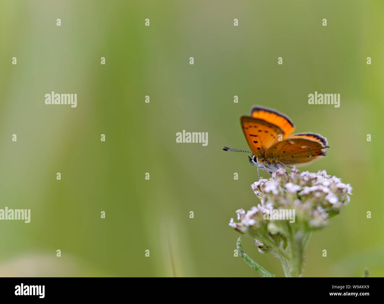 Belle (Lycaena virgaureae rares) butterfly sitting on fleurs achillée Banque D'Images