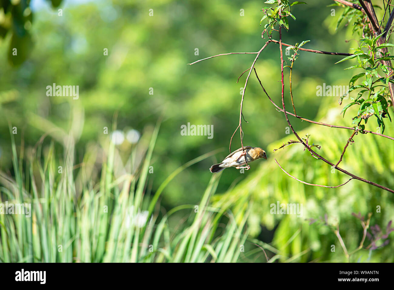 Golden sparrow ou oiseau Ploceus hypoxanthus sur fond vert feuilles branches Banque D'Images