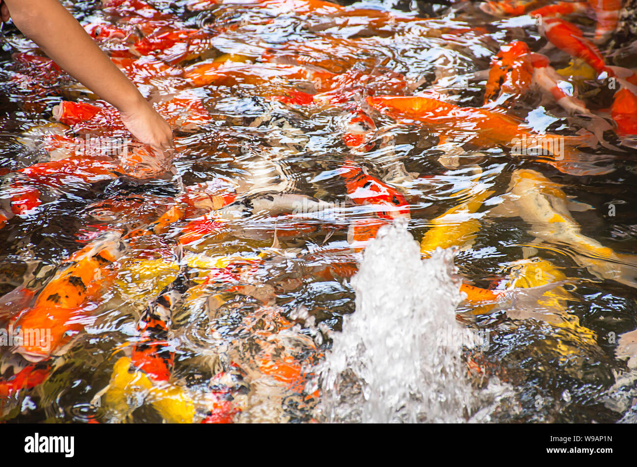 Carp fantaisie lumineuse colorée sur l'eau de manger des aliments. Banque D'Images