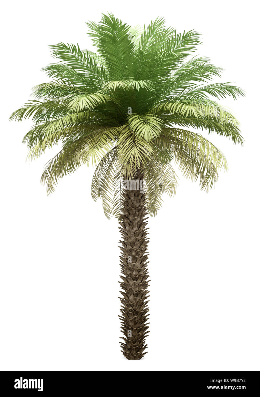 Date palm tree isolé sur fond blanc. 3d illustration Banque D'Images