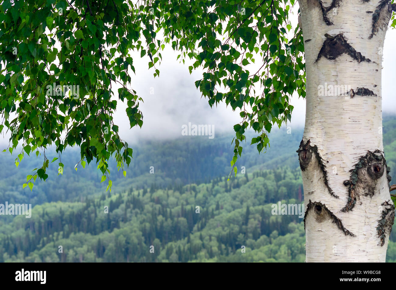 Bouleau, tronc et branches avec des feuilles vertes sur un matin brumeux de l'été. Arrière-plan flou de pente de montagne boisée avec des nuages bas qui coule. Banque D'Images