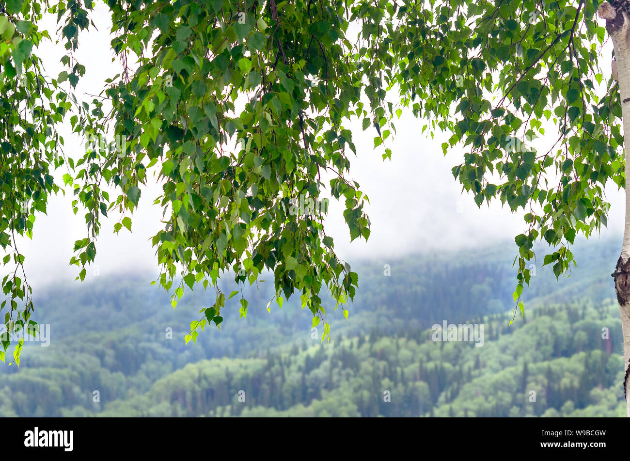 Les branches d'arbres de bouleau avec des feuilles vertes sur un matin brumeux de l'été. Arrière-plan flou de pente de montagne boisée avec des nuages bas qui coule. Banque D'Images