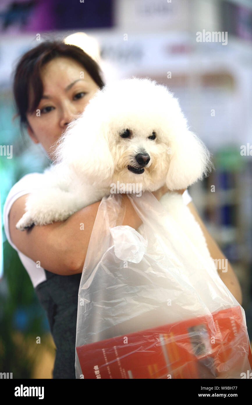 --File-- Une femme chinoise est titulaire d'un chien à Shanghai, Chine, le 27 septembre 2009. Les sections locales ont été engagés dans une discussion sur la question de savoir dans quelle mesure l'un sho Banque D'Images