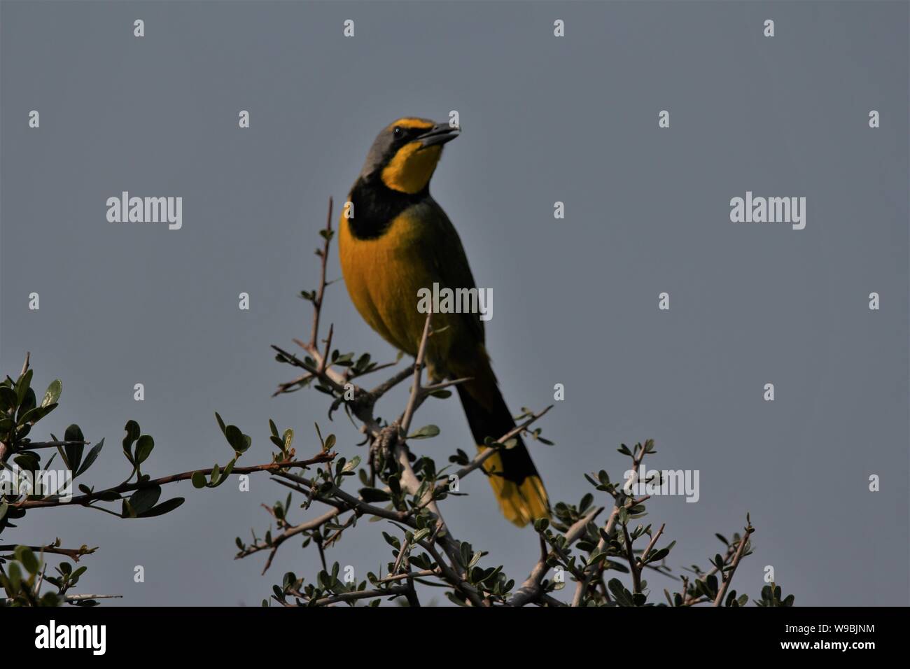 Gladiateur soufré (Telophorus zeylonus Bokmakierie) se percher à Addo Elephant National Park, Eastern Cape, Afrique du Sud Banque D'Images