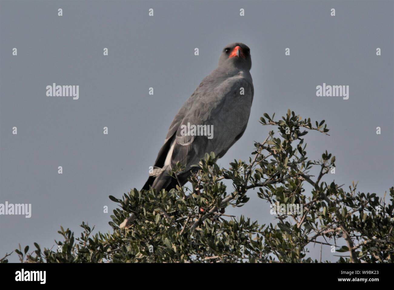 Chant-pâle autour des palombes (Melierax canorus) à Addo Elephant National Park, Eastern Cape, Afrique du Sud Banque D'Images