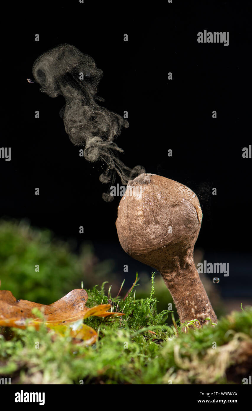 Lycoperdon perlatum : Puffball commun. L'exercice de spores Banque D'Images
