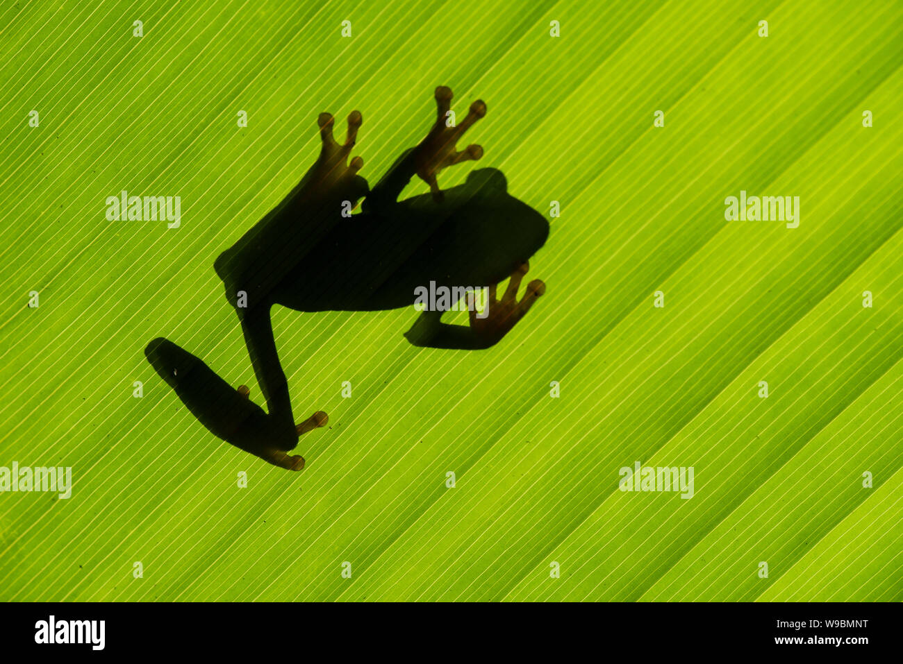 Red eyed Tree Frog : agalychnis callidryas. Silhouetté sur feuille. Costa Rica Banque D'Images
