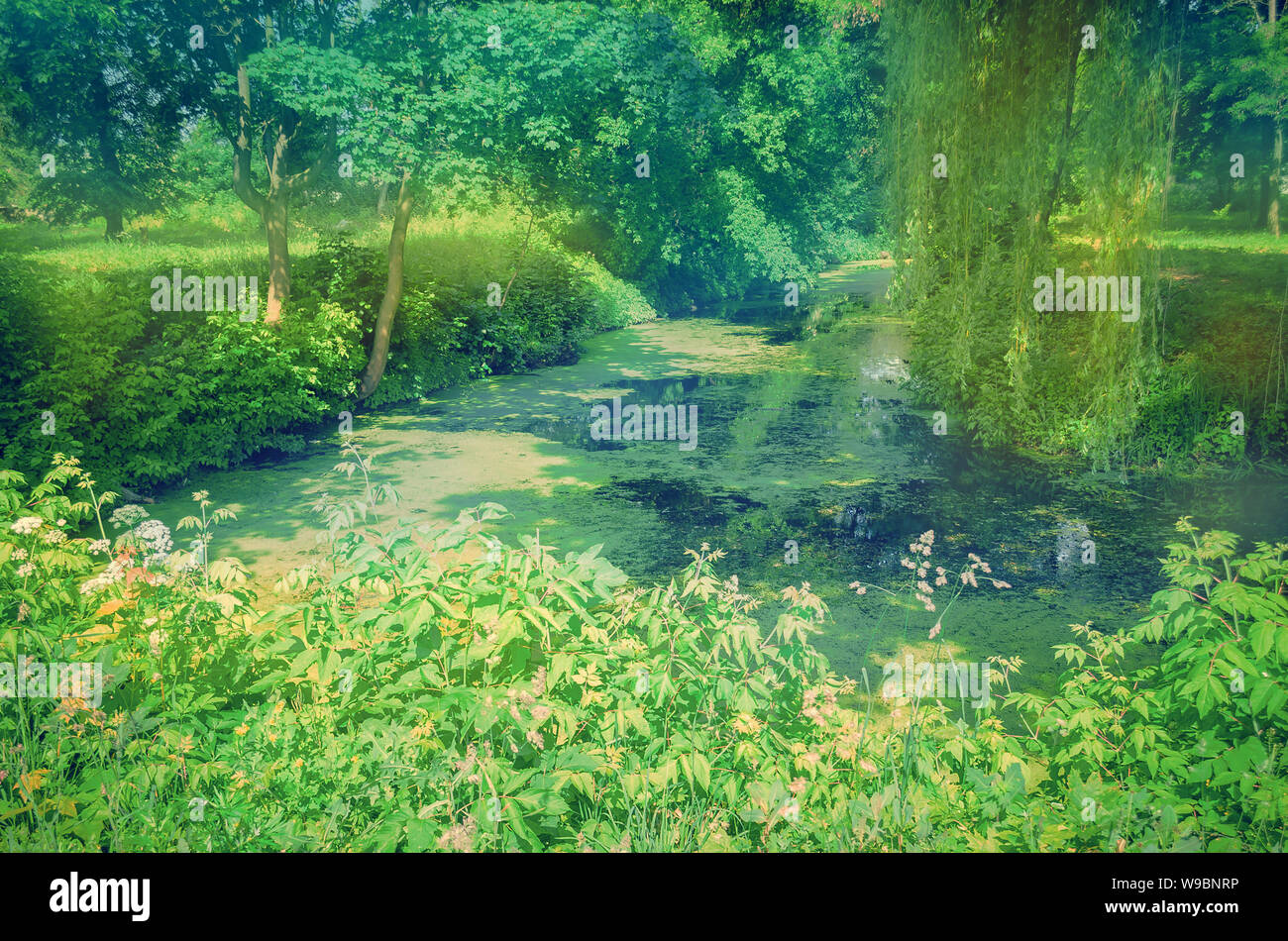 Willow Tree par l'eau. Babylone ou saule Salix babylonica. Printemps arbre saule pleureur Banque D'Images