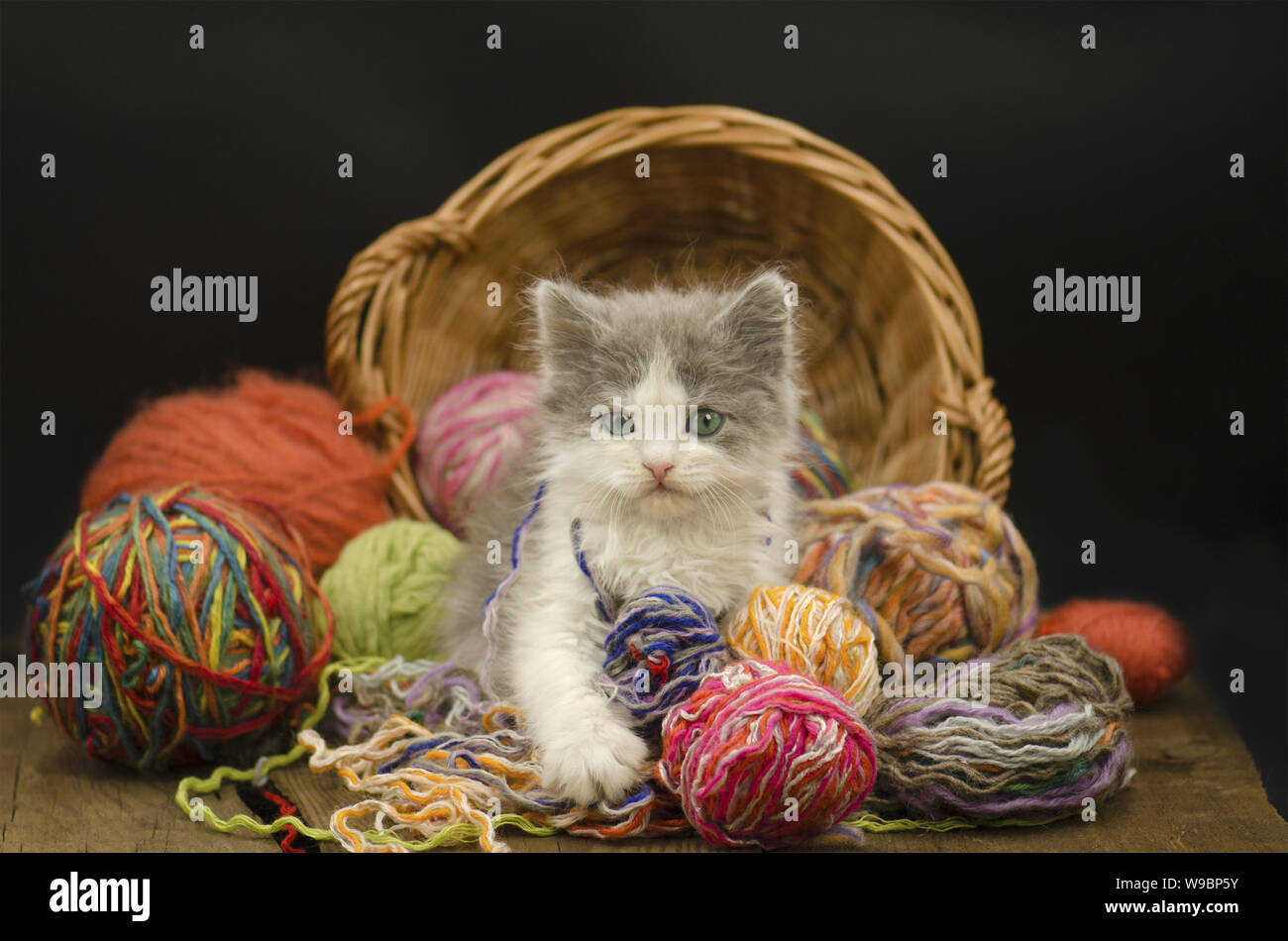 Cute Kitten Avec Pelote De Laine Sur Fond Noir Chat Jouant Avec Une Pelote De Laine Photo Stock Alamy