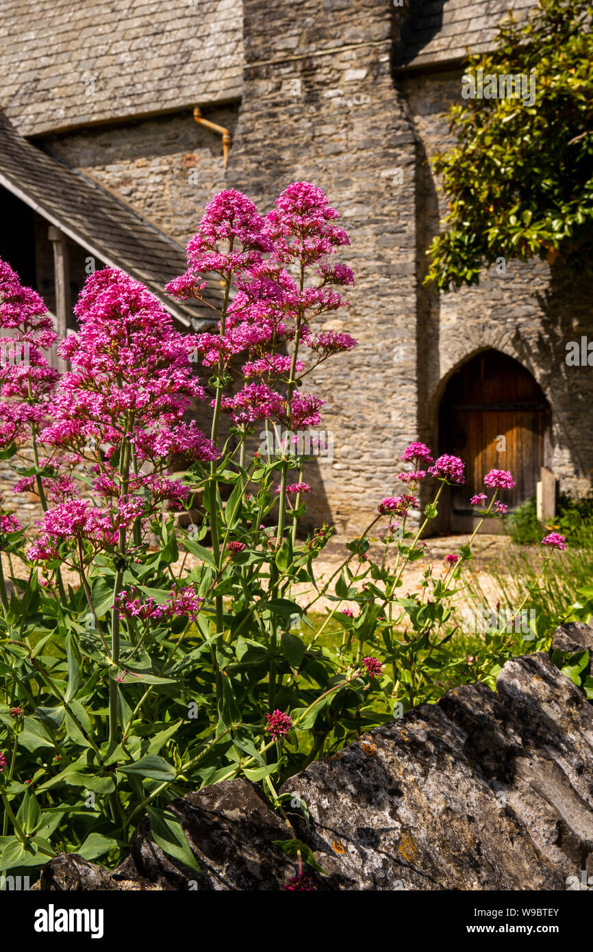 Royaume-uni, Angleterre, Devon, Buckfast, abbaye cistercienne, Valériane rouge fleurs Centranthus ruber à Hall Guest médiévale Banque D'Images