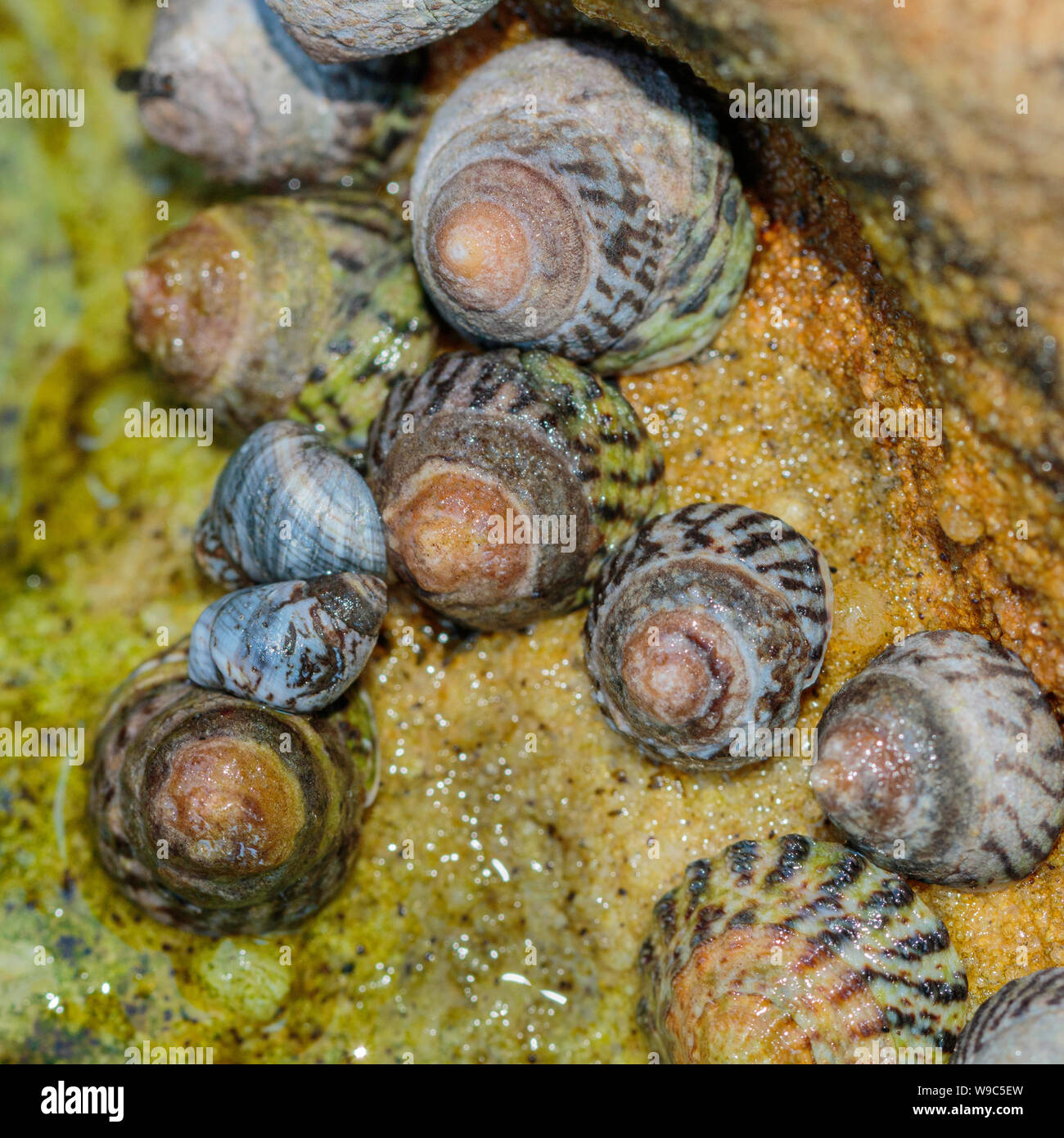 Turban coquilles et les bigorneaux dans une bordée d'algues le persil à rockpool Bay, NSW, Australie sur un matin d'hiver froid et venteux en août 2019 Banque D'Images