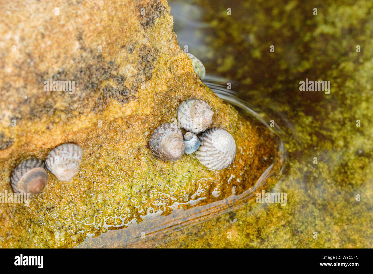 Turban coquilles et un Bigorneau dans une bordée d'algues le persil à rockpool Bay, NSW, Australie sur un matin d'hiver froid et venteux en août 2019 Banque D'Images