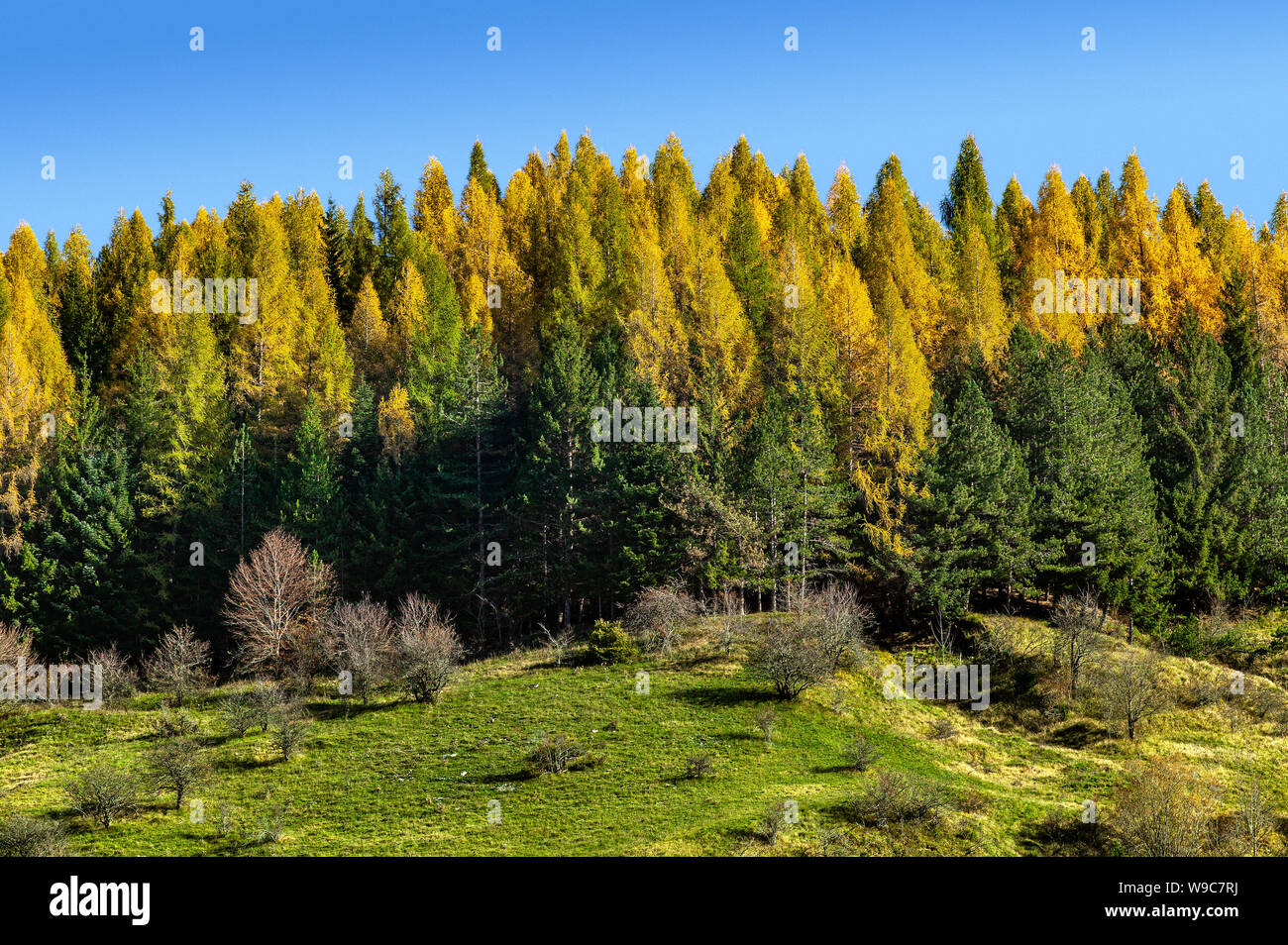 Forêt d'Europe (Larix decidua) en haut de la colline dans de magnifiques couleurs automnales. Banque D'Images