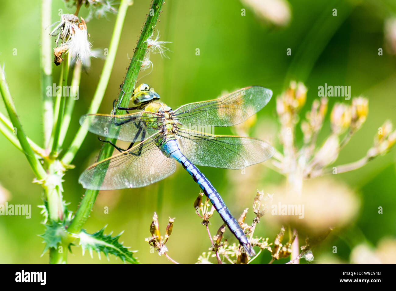- Libellule Anax imperator empereur avec son thorax vert pomme est perché sur une plante se reposant près d'un étang et rivière Banque D'Images