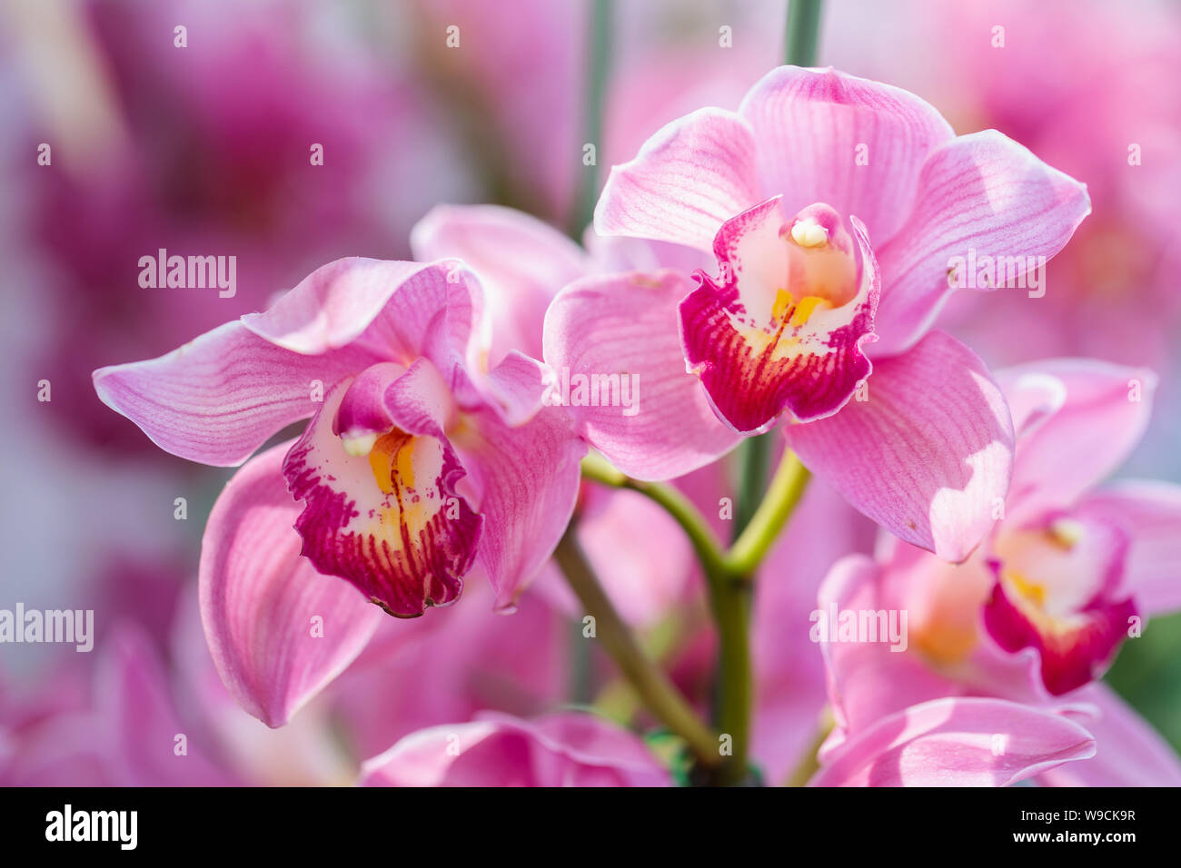 Orchidee Fleur Dans Le Jardin D Orchidees A L Hiver Ou Le Printemps De L Agriculture Et De Beaute Carte Postale Design Cymbidium Orchidaceae Photo Stock Alamy