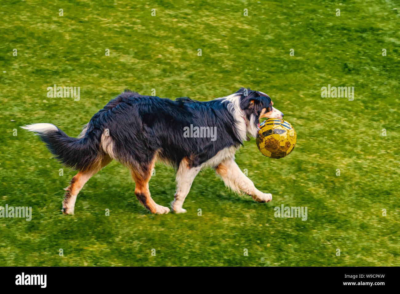 Colley chien courir sur la pelouse avec un ballon de football dans sa bouche Banque D'Images