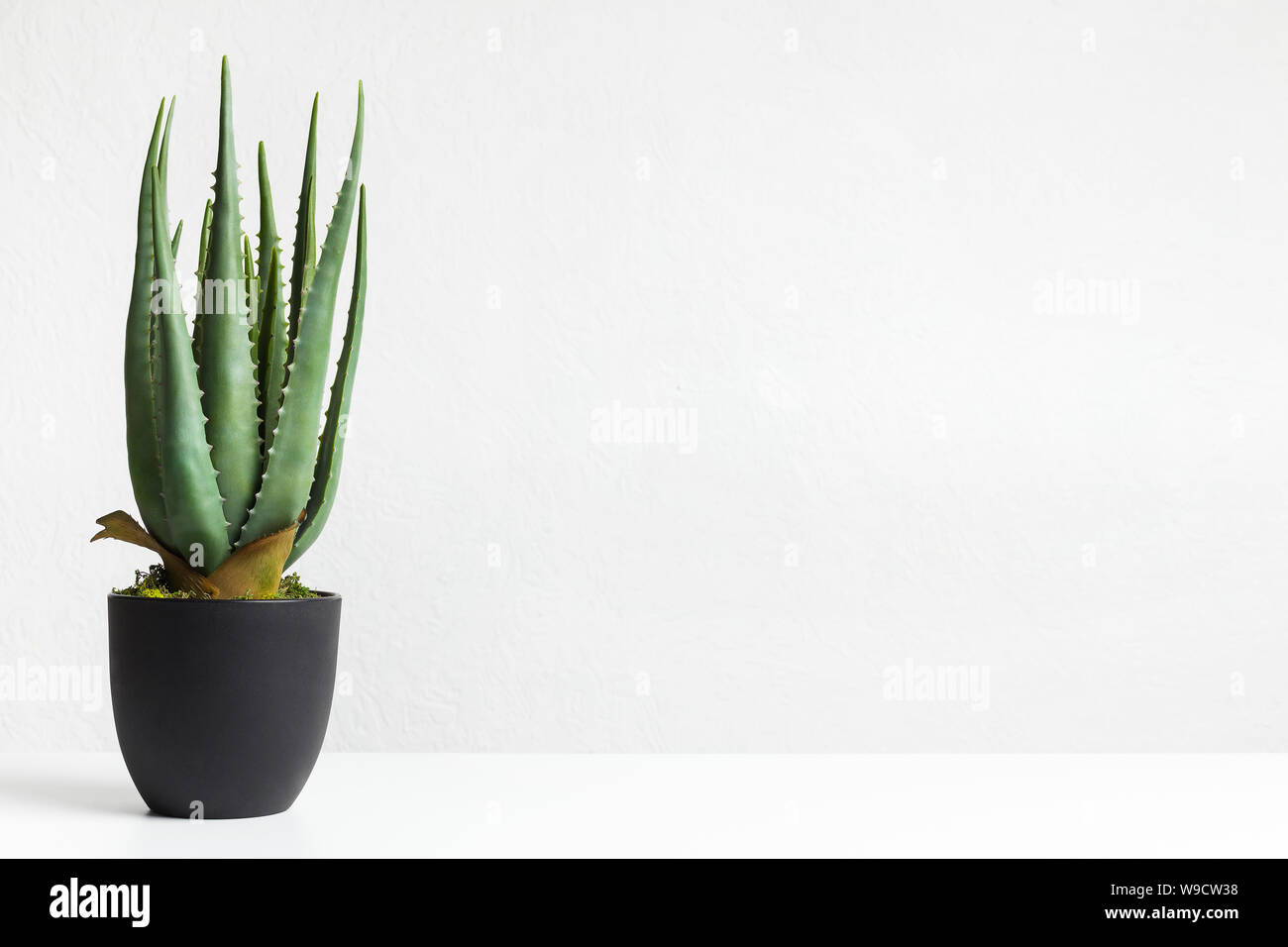 Aloe vera en pot noir sur mur blanc Photo Stock - Alamy