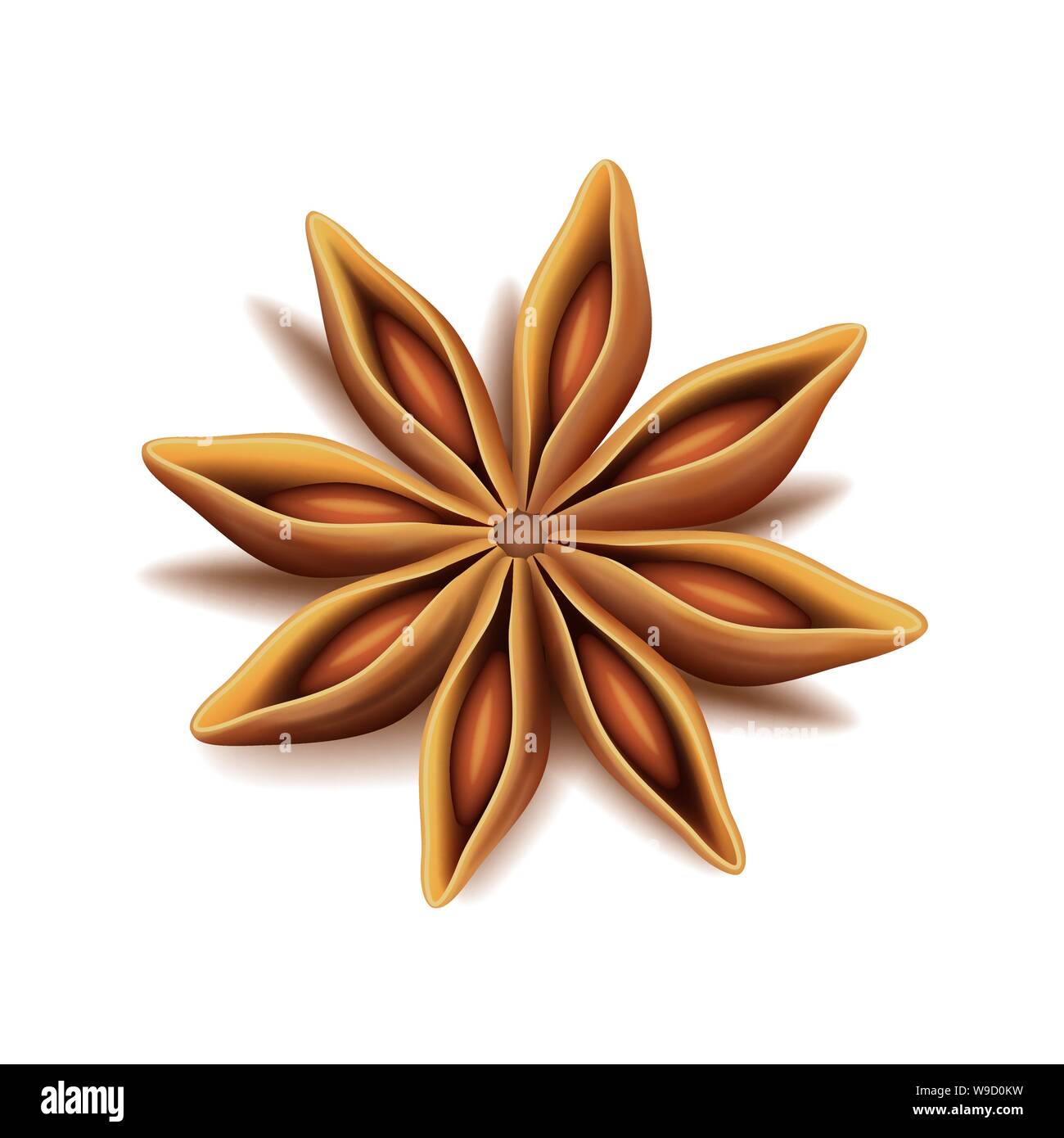Vecteur réaliste Vue de dessus de la badiane à sec des fruits et semences isolated on white Illustration de Vecteur